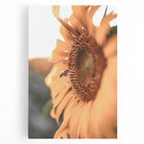 Farmhouse Wall Art – Sunflower and Bee Close-Up – Rustic Country Decor