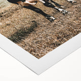 Majestic Cow in Pasture - Rustic Farmhouse Wall Art Print
