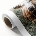Farmhouse Wall Art - Close-Up of Rustic Country Cow in Green Pasture