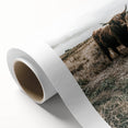 Farmhouse Wall Art - Highland Cow in Rustic Field for Country Decor