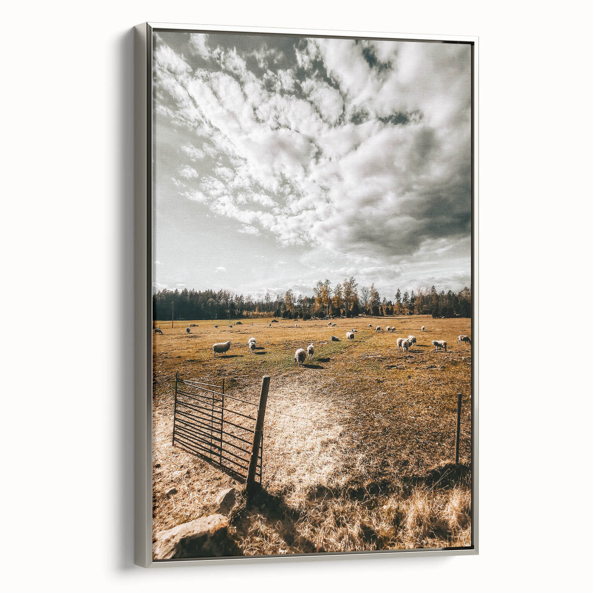 Farmhouse Wall Art - Pastoral Sheep in Field with Rustic Country Charm