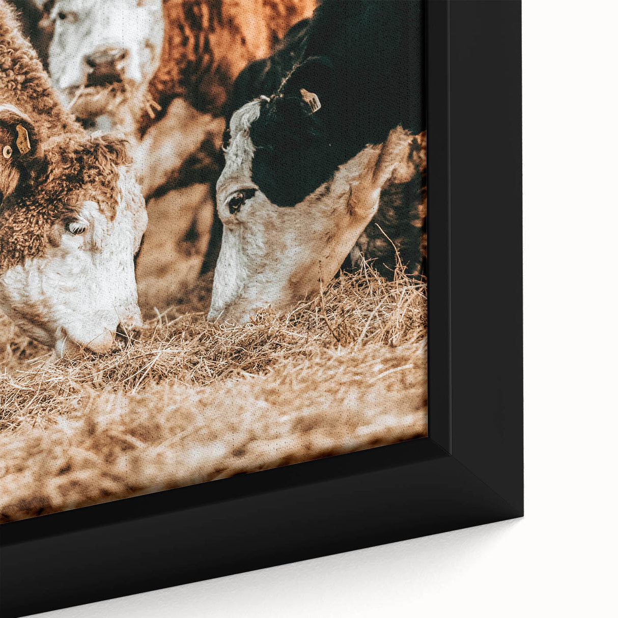 Farmhouse Wall Art - Rustic Cows in Close-Up with Country Farm Charm