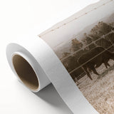 Farmhouse Wall Art - Cows Grazing in Pasture for Rustic Country Decor