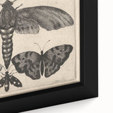 Vintage Gothic Insect Art - Moths and Butterflies Gothic Wall Print