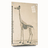 Medieval Gothic Canvas - Giraffe Skeleton Illustration Gothic Wall Art