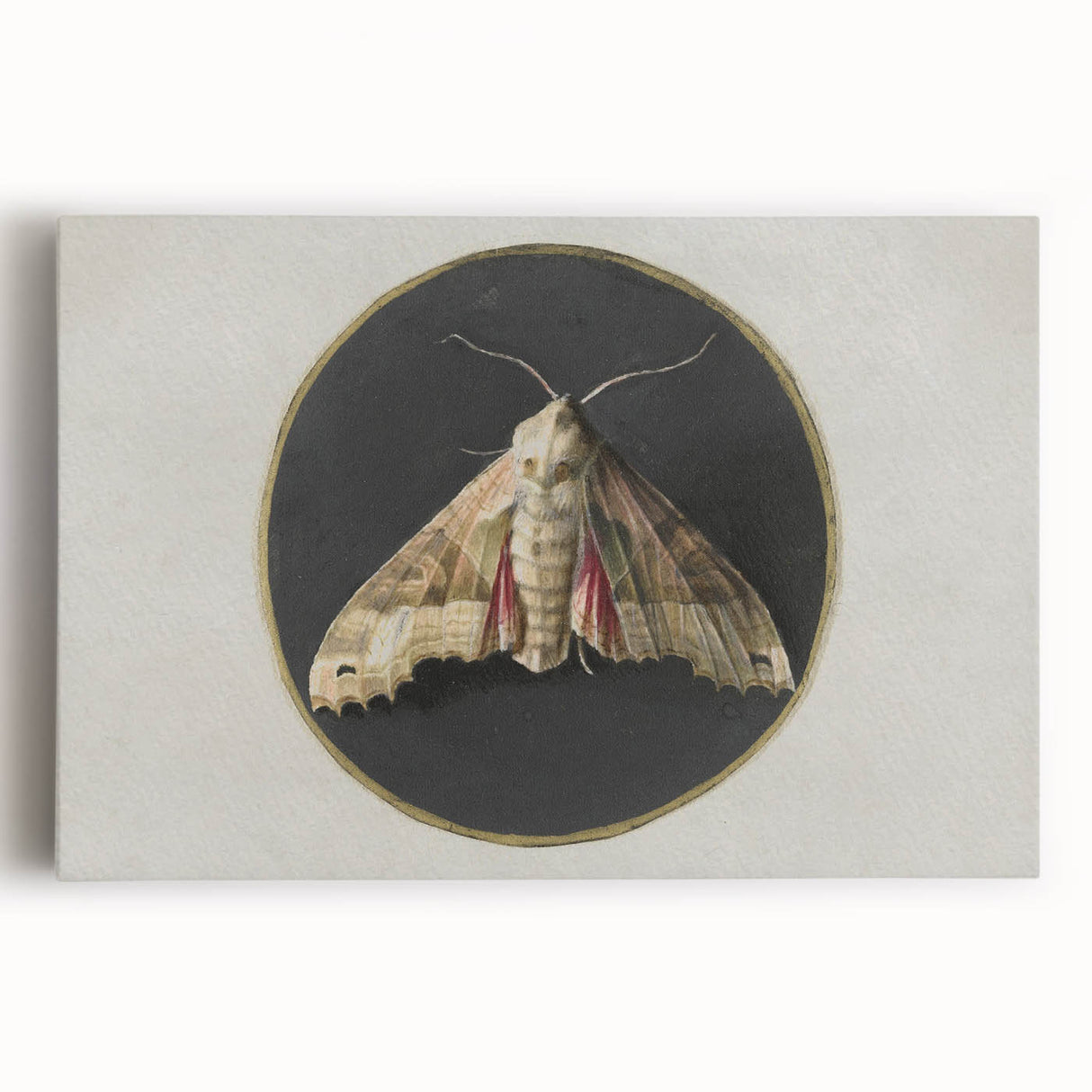 Grunge Aesthetic Art - Moth Canvas Print for Urban Grunge Decor