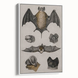 Vintage Bat Illustration - Abstract Grunge Aesthetic Art Canvas Print