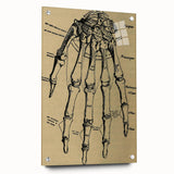 Grunge Wall Art - Vintage Anatomical Hand Illustration - Grunge Aesthetic Art