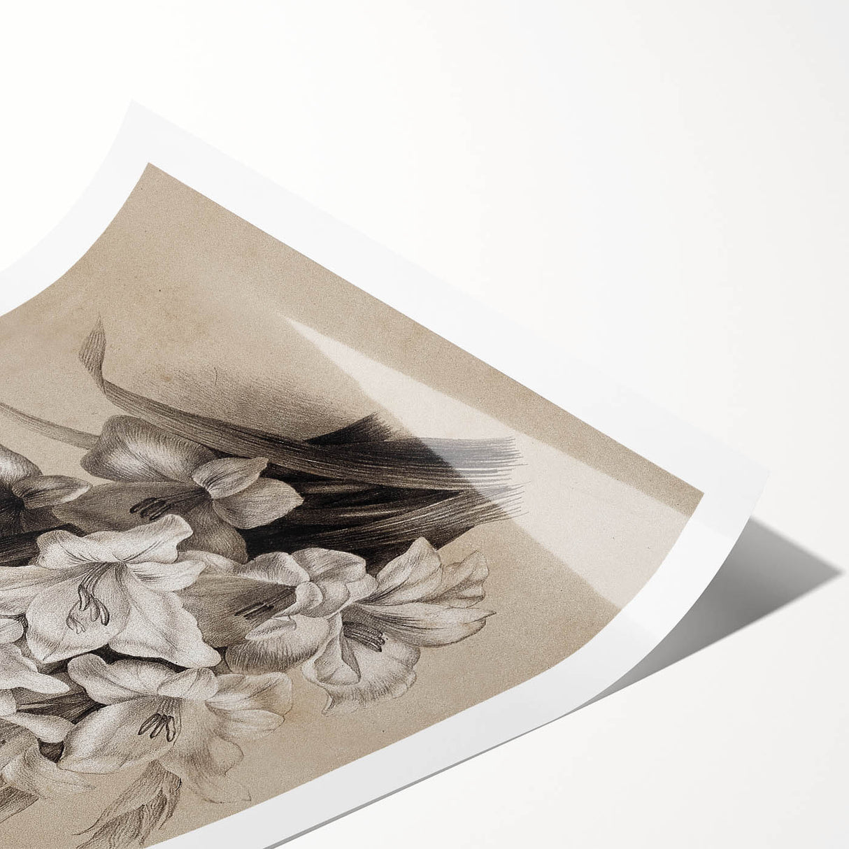 Vintage Floral Grunge Art - Distressed Black and White Canvas Print