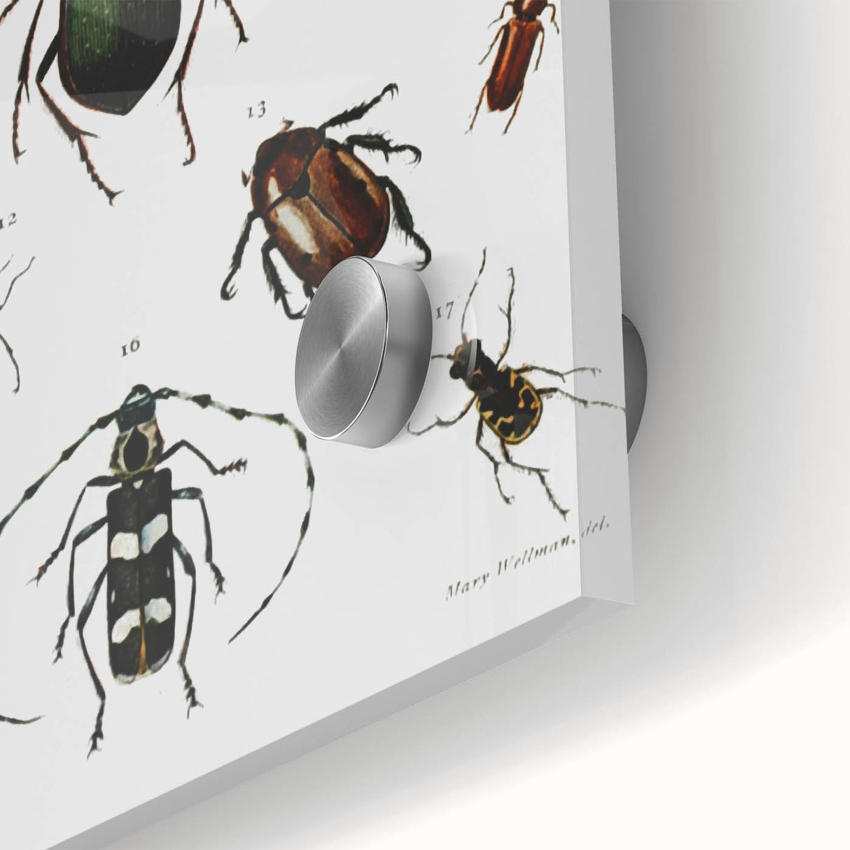 Vintage Beetle Illustration - Grunge Insect Art - Abstract Canvas Print