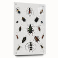 Vintage Beetle Illustration - Grunge Insect Art - Abstract Canvas Print