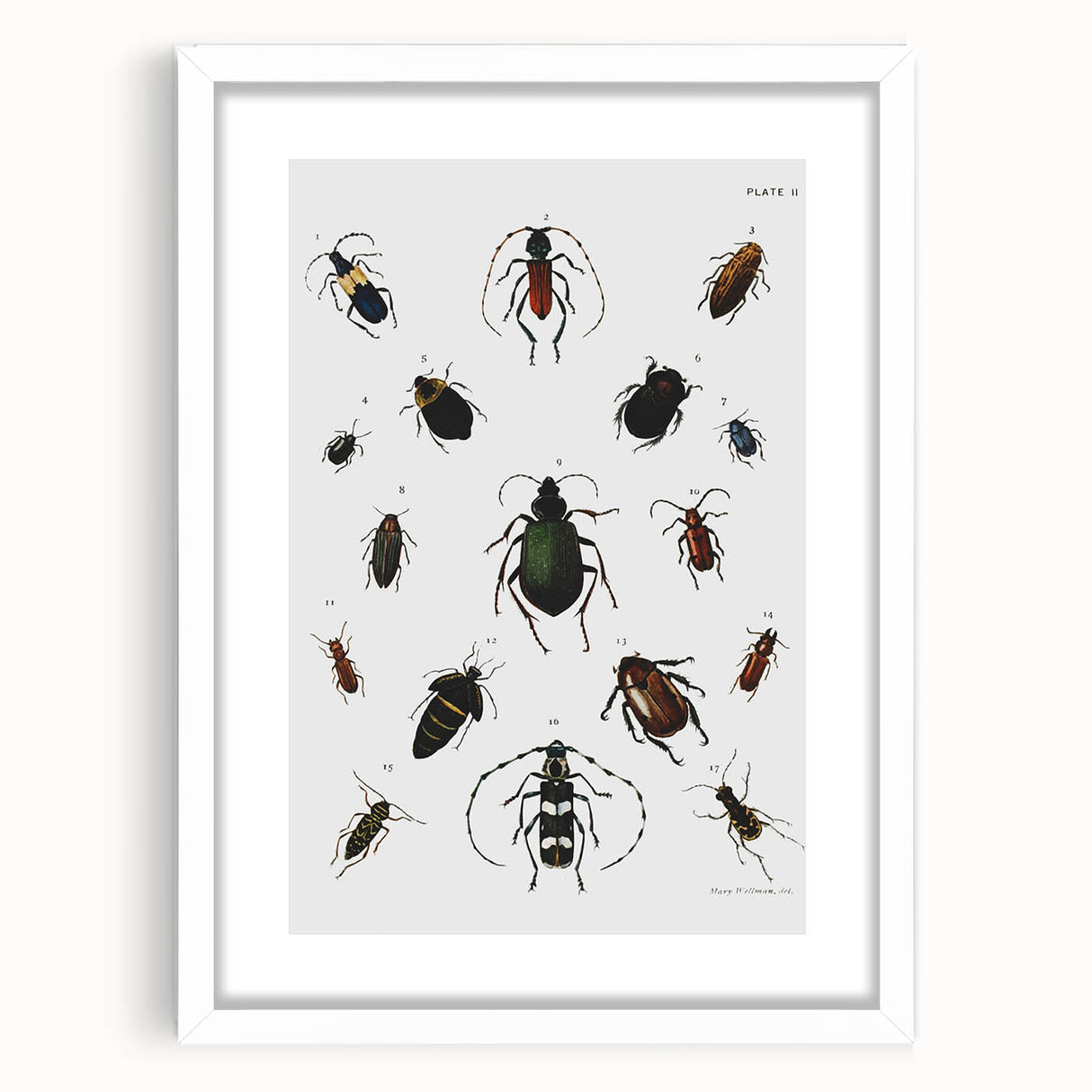 Vintage Beetle Illustration - Grunge Insect Art - Abstract Canvas Print