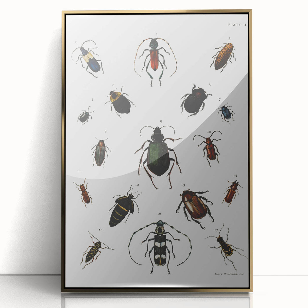 Vintage Beetle Illustration - Grunge Insect Art - Abstract Canvas Print