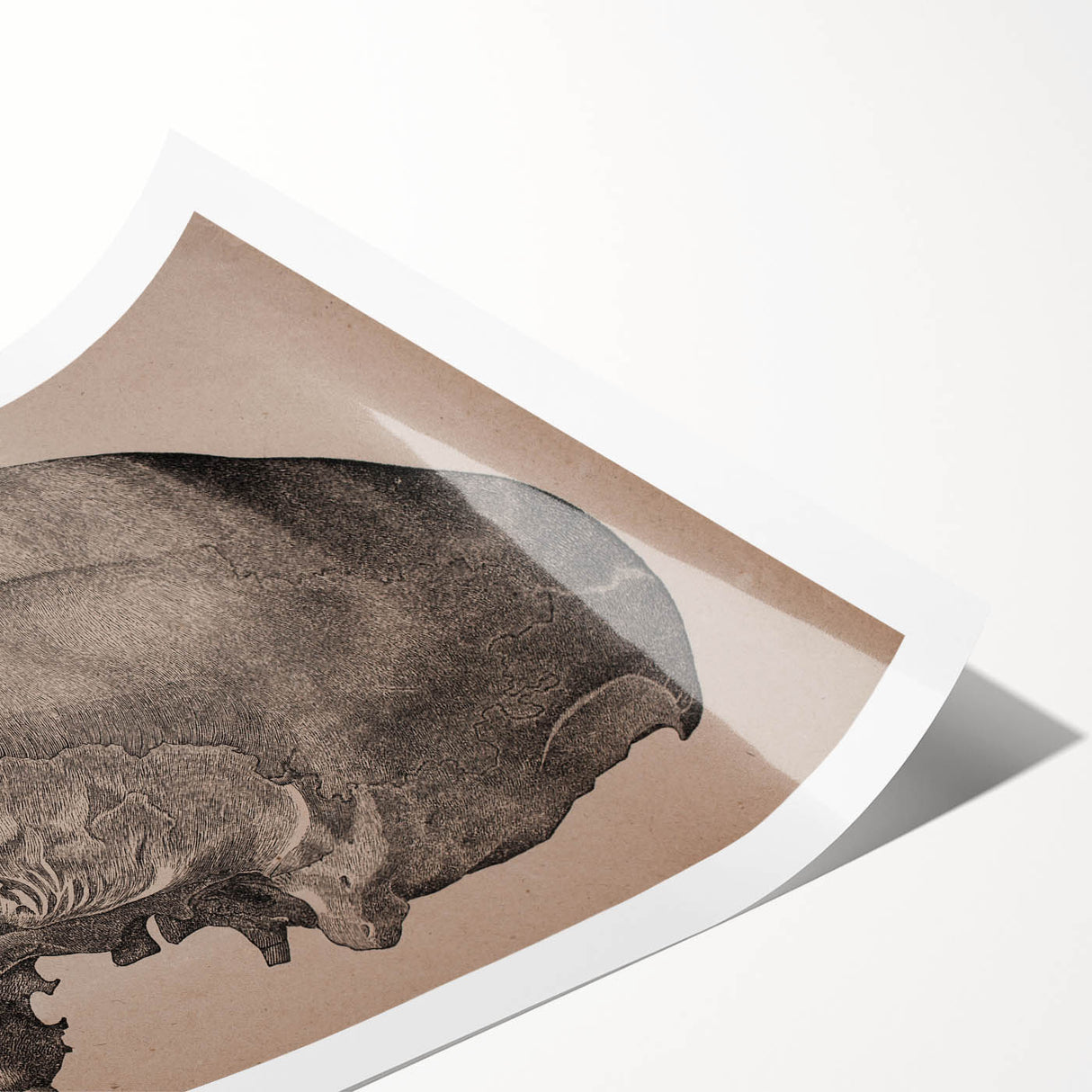 Grunge Skull Wall Art | Urban Grunge Aesthetic Art | Vintage Skull Print