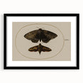 Grunge Wall Art: Moth Illustration | Vintage Grunge Canvas Print