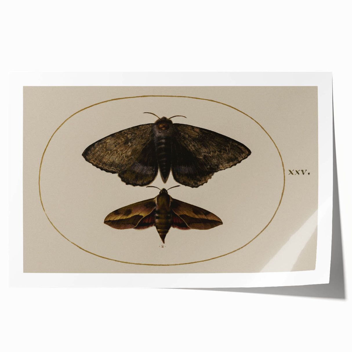 Grunge Wall Art: Moth Illustration | Vintage Grunge Canvas Print
