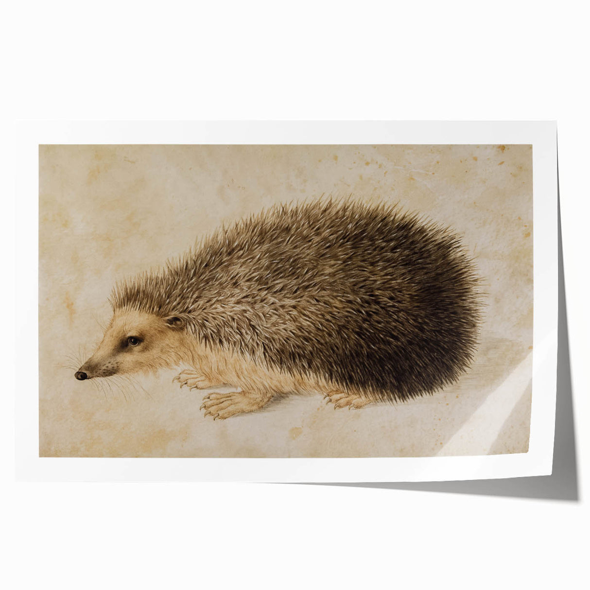 Grunge Wall Art: Hedgehog Illustration | Vintage Grunge Canvas Print