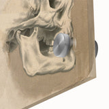 Grunge Aesthetic Art: Vintage Skull & Anatomy Grunge Wall Art on Canvas