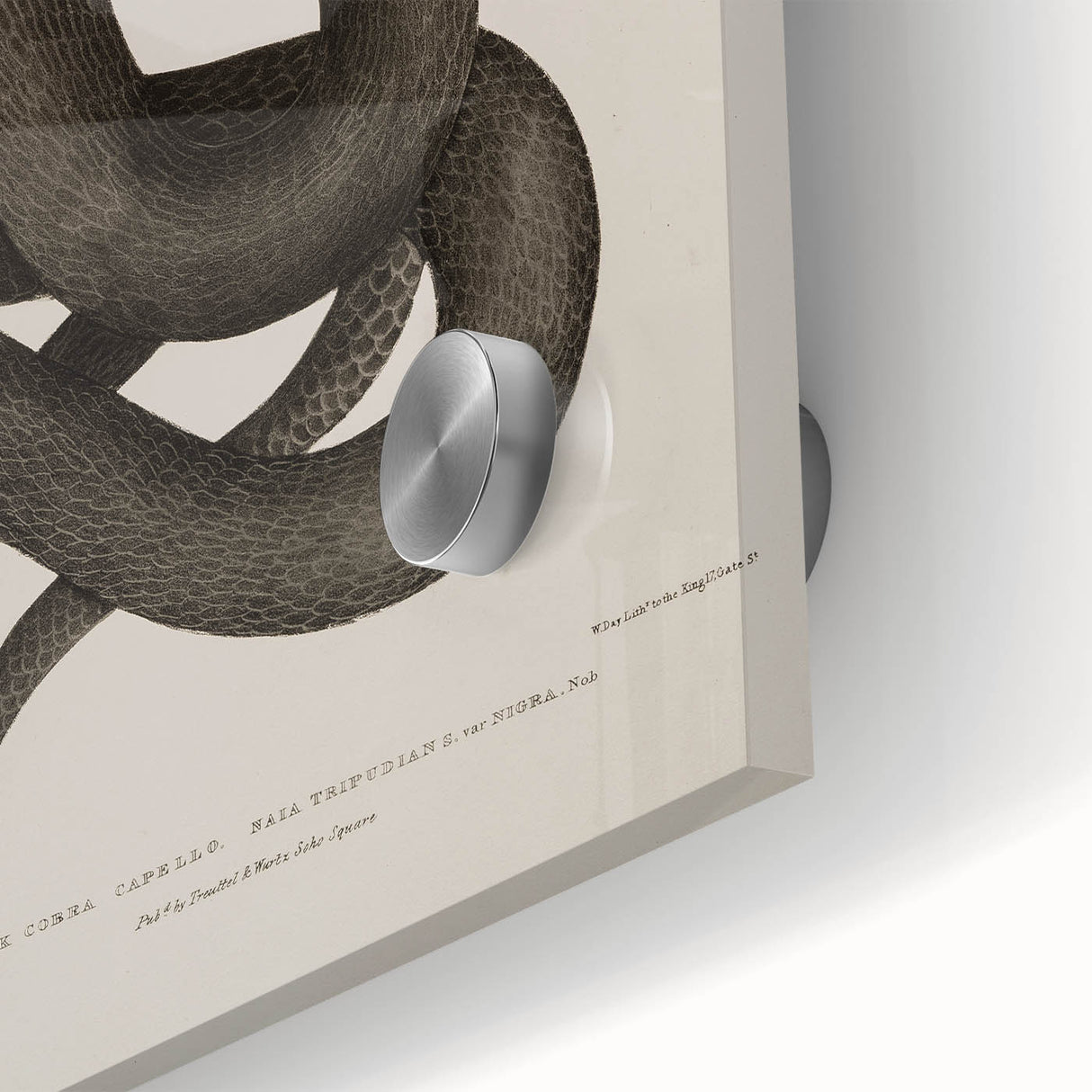 Grunge Wall Art - Vintage Cobra Snake Illustration Grunge Canvas Print