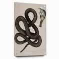 Grunge Wall Art - Vintage Cobra Snake Illustration Grunge Canvas Print
