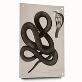 Grunge Wall Art - Vintage Cobra Snake Illustration Grunge Canvas Print