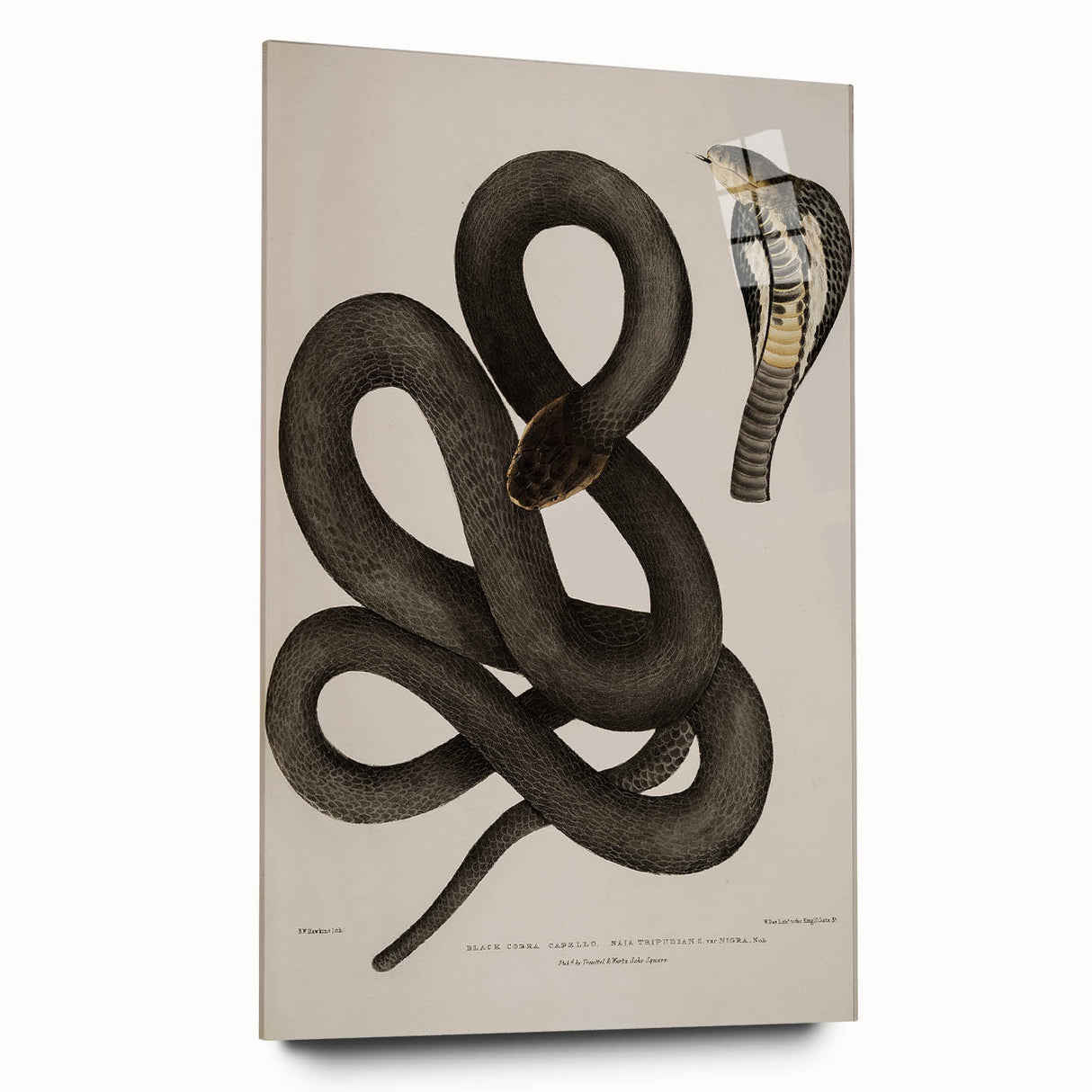Grunge Wall Art - Vintage Cobra Snake Illustration Grunge Canvas Print