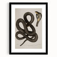 Grunge Wall Art - Vintage Cobra Snake Illustration Grunge Canvas Print