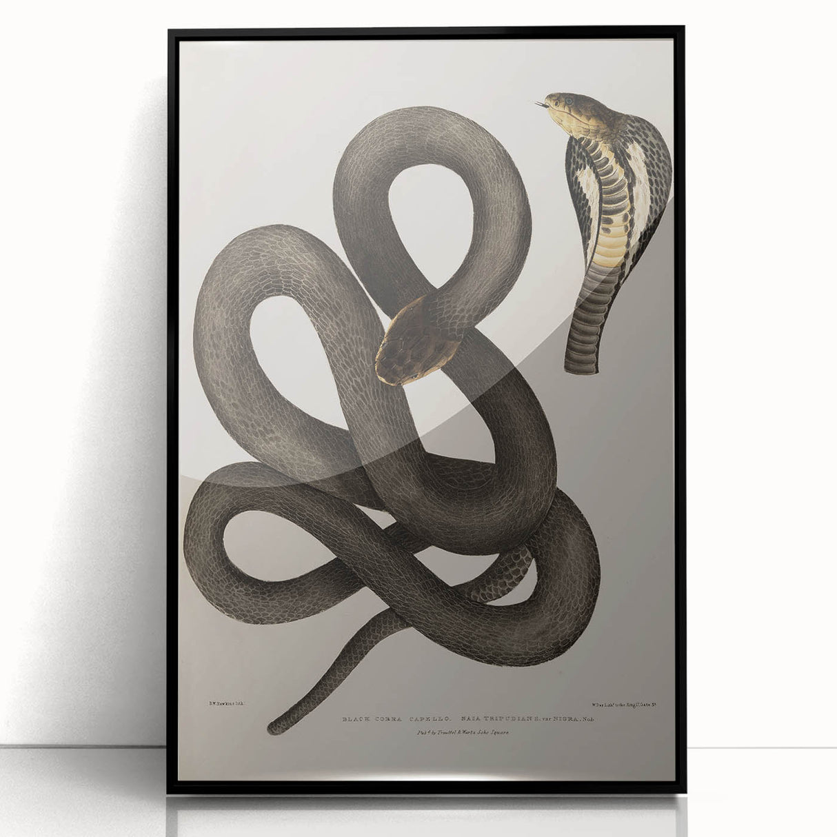 Grunge Wall Art - Vintage Cobra Snake Illustration Grunge Canvas Print