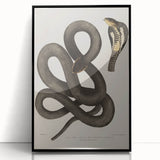 Grunge Wall Art - Vintage Cobra Snake Illustration Grunge Canvas Print