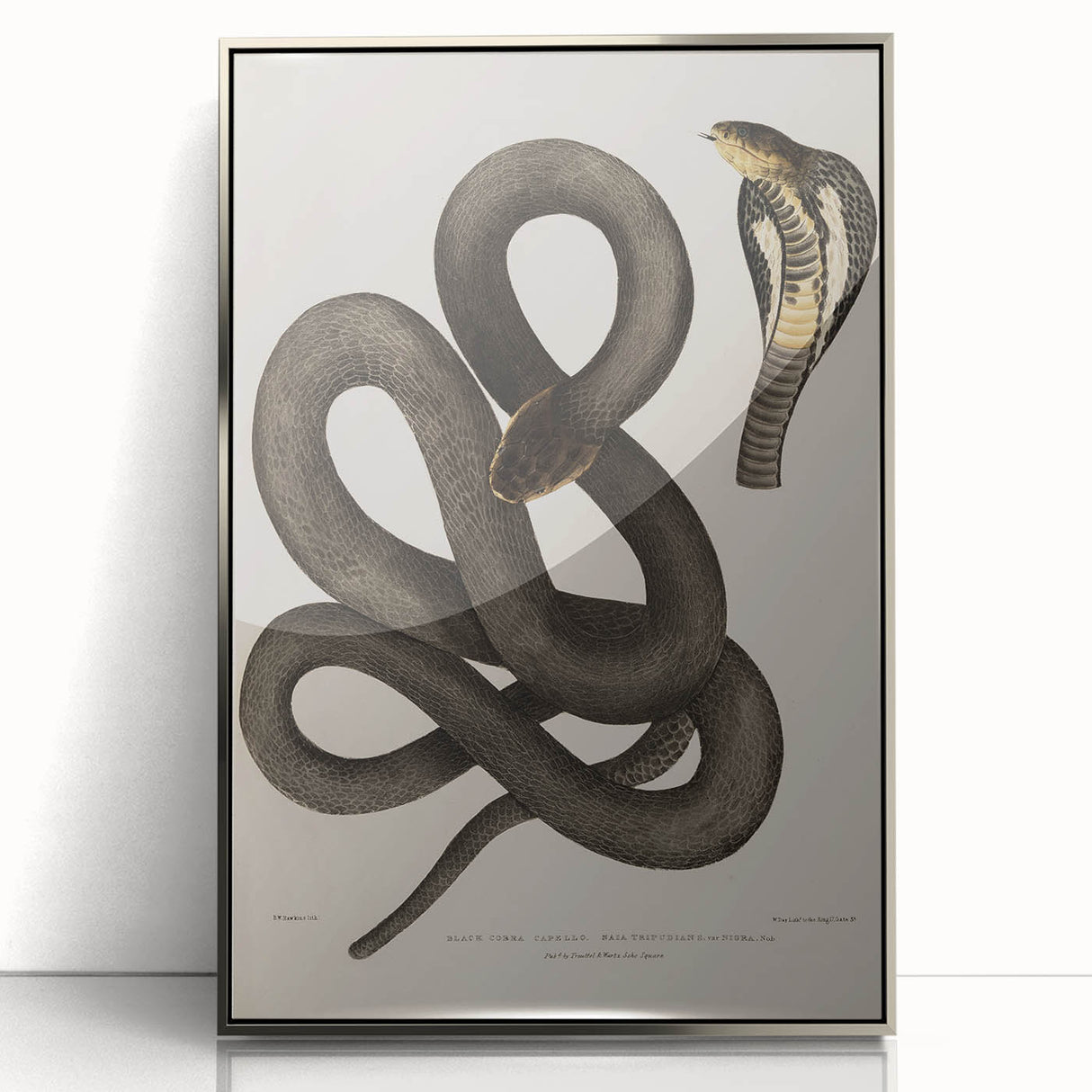 Grunge Wall Art - Vintage Cobra Snake Illustration Grunge Canvas Print
