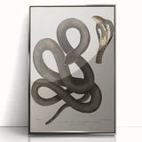 Grunge Wall Art - Vintage Cobra Snake Illustration Grunge Canvas Print