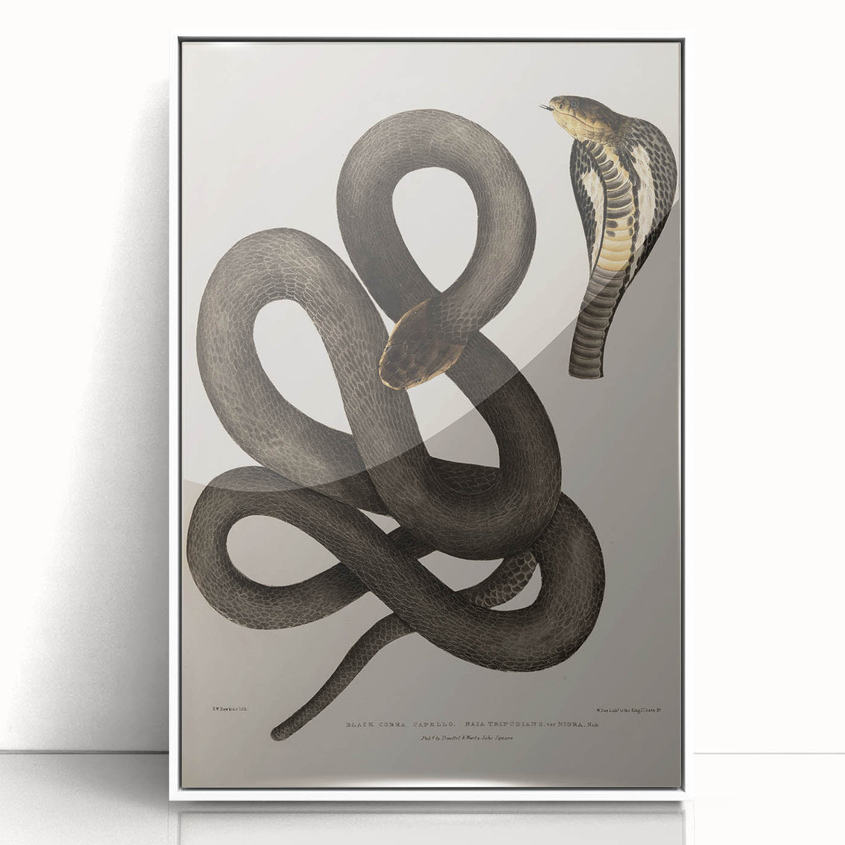 Grunge Wall Art - Vintage Cobra Snake Illustration Grunge Canvas Print