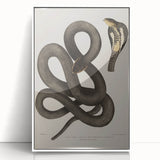 Grunge Wall Art - Vintage Cobra Snake Illustration Grunge Canvas Print