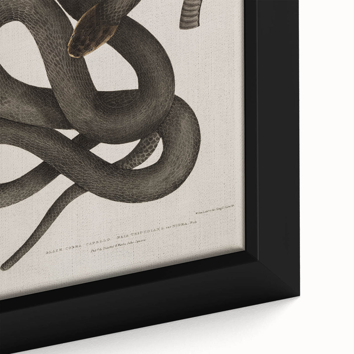 Grunge Wall Art - Vintage Cobra Snake Illustration Grunge Canvas Print