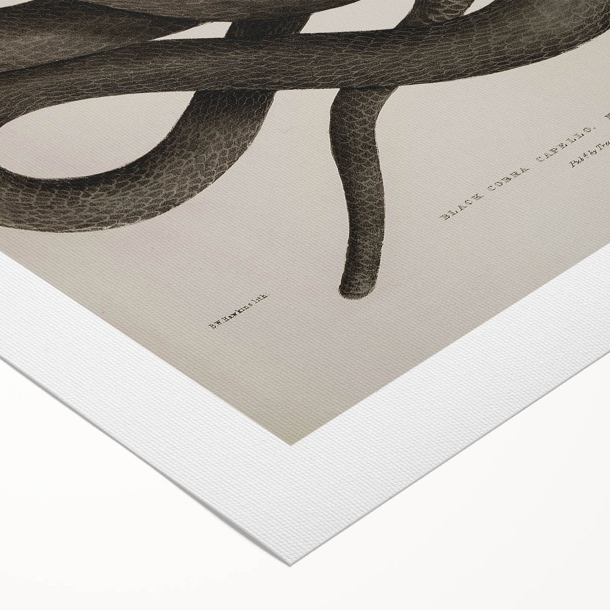 Grunge Wall Art - Vintage Cobra Snake Illustration Grunge Canvas Print