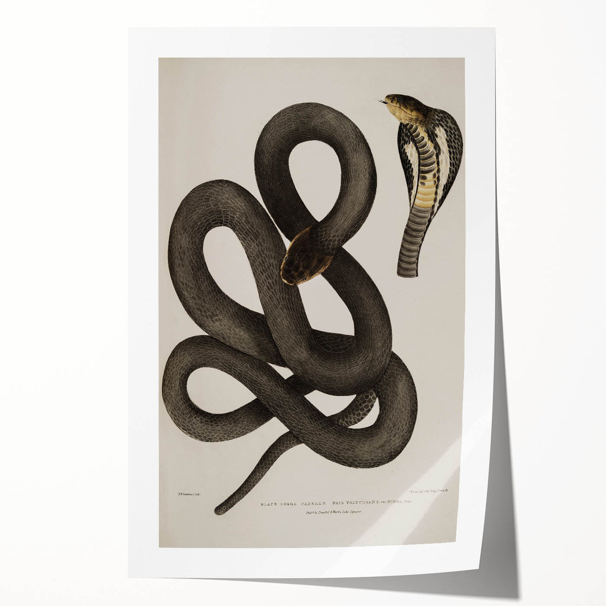 Grunge Wall Art - Vintage Cobra Snake Illustration Grunge Canvas Print