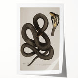 Grunge Wall Art - Vintage Cobra Snake Illustration Grunge Canvas Print