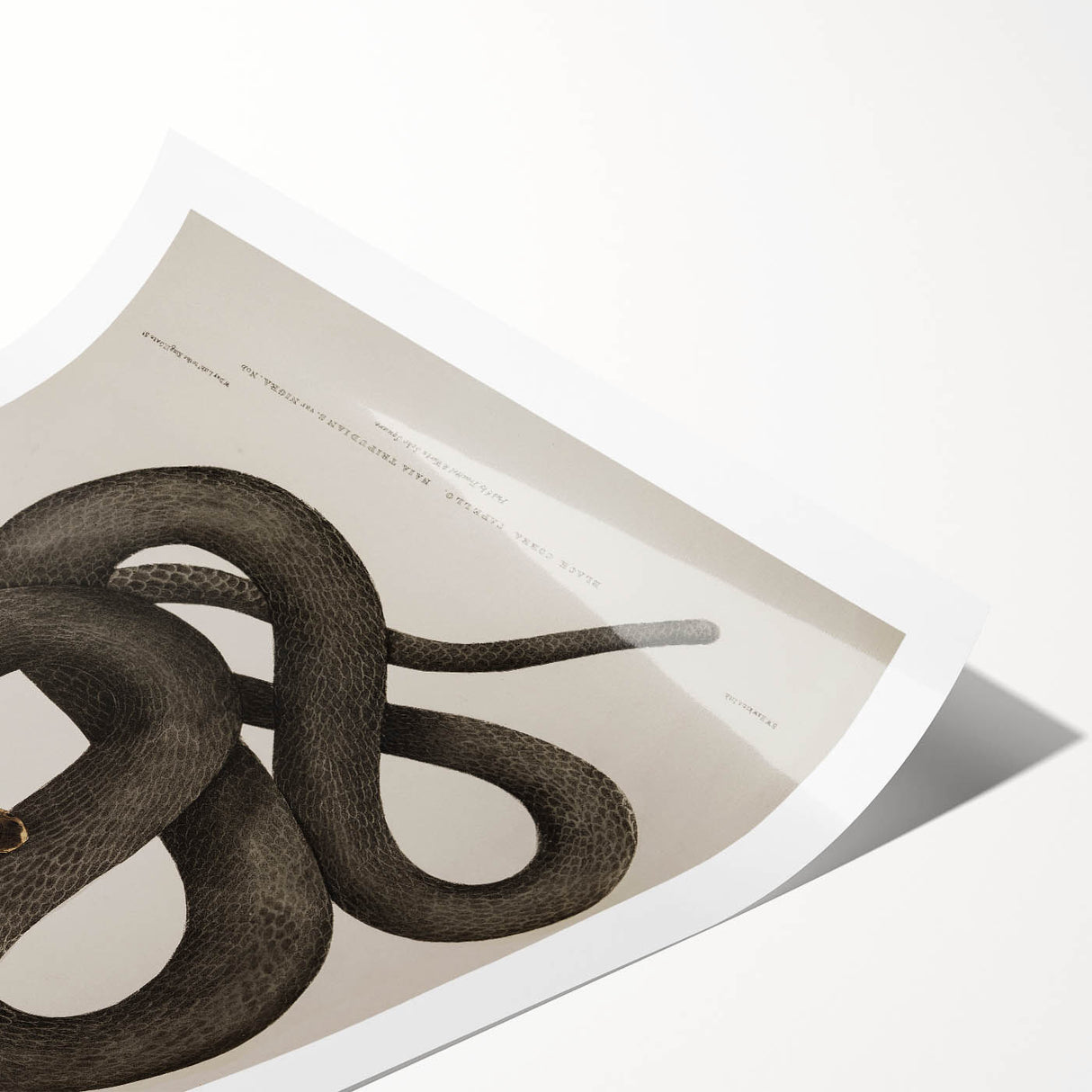 Grunge Wall Art - Vintage Cobra Snake Illustration Grunge Canvas Print