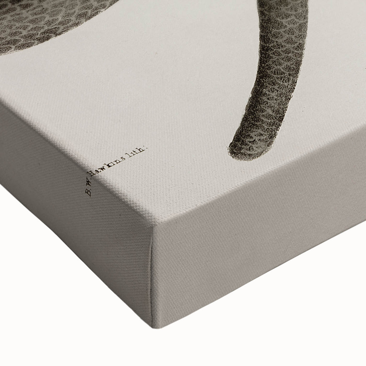 Grunge Wall Art - Vintage Cobra Snake Illustration Grunge Canvas Print