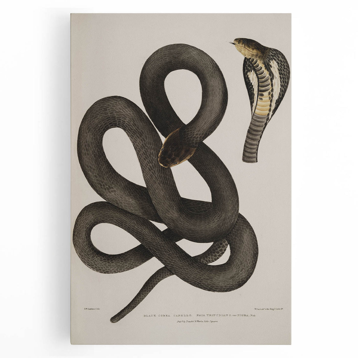 Grunge Wall Art - Vintage Cobra Snake Illustration Grunge Canvas Print