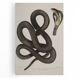 Grunge Wall Art - Vintage Cobra Snake Illustration Grunge Canvas Print