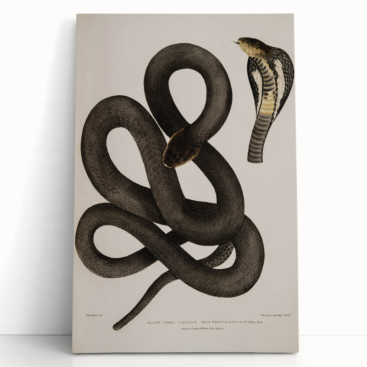 Grunge Wall Art - Vintage Cobra Snake Illustration Grunge Canvas Print