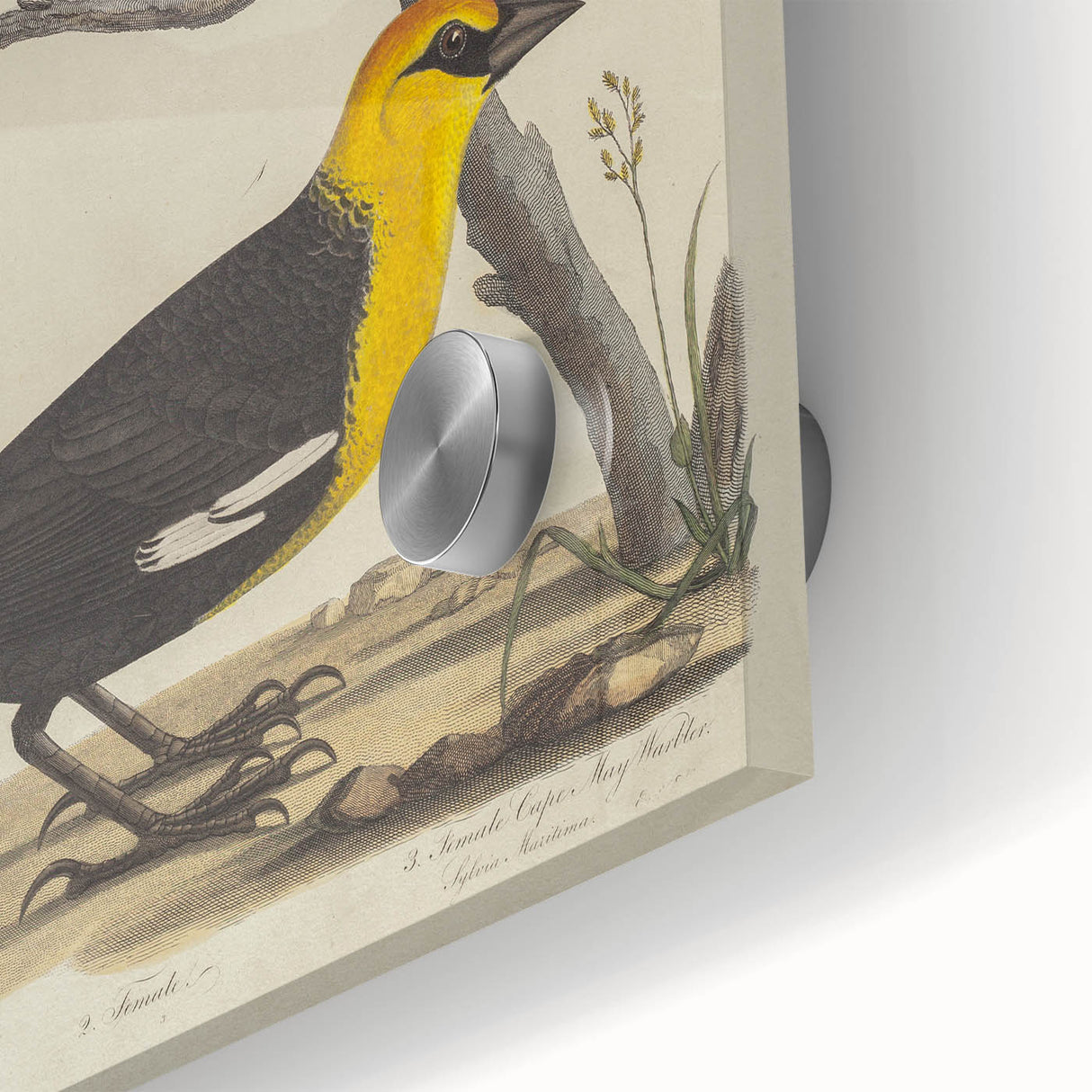 Grunge Aesthetic Art: Vintage Bird Illustration Grunge Canvas Print