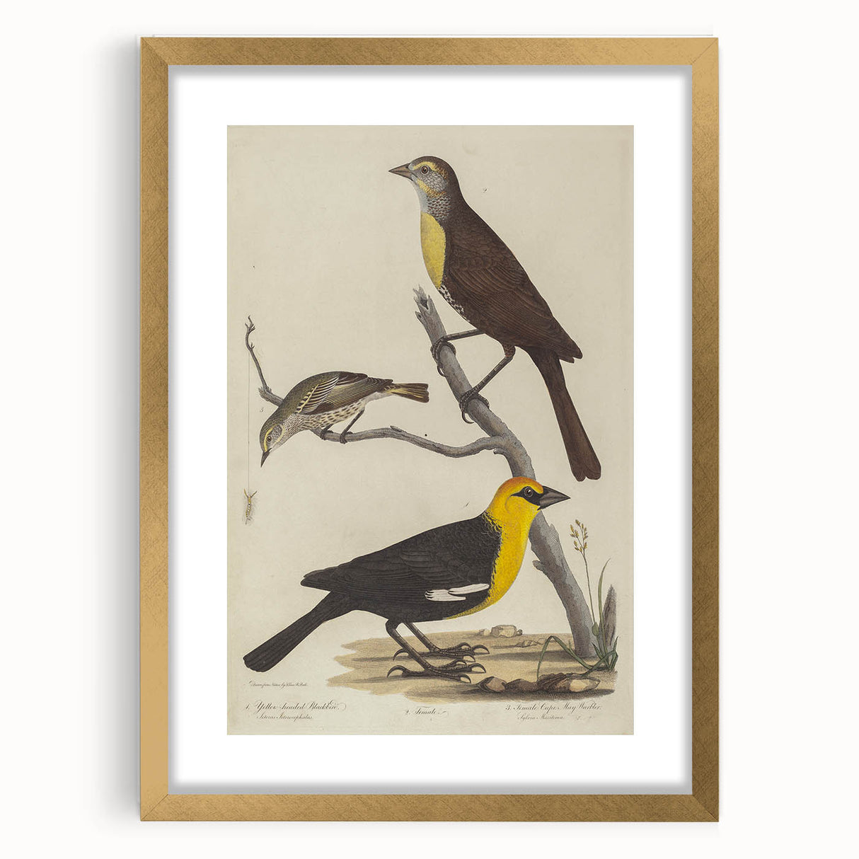 Grunge Aesthetic Art: Vintage Bird Illustration Grunge Canvas Print