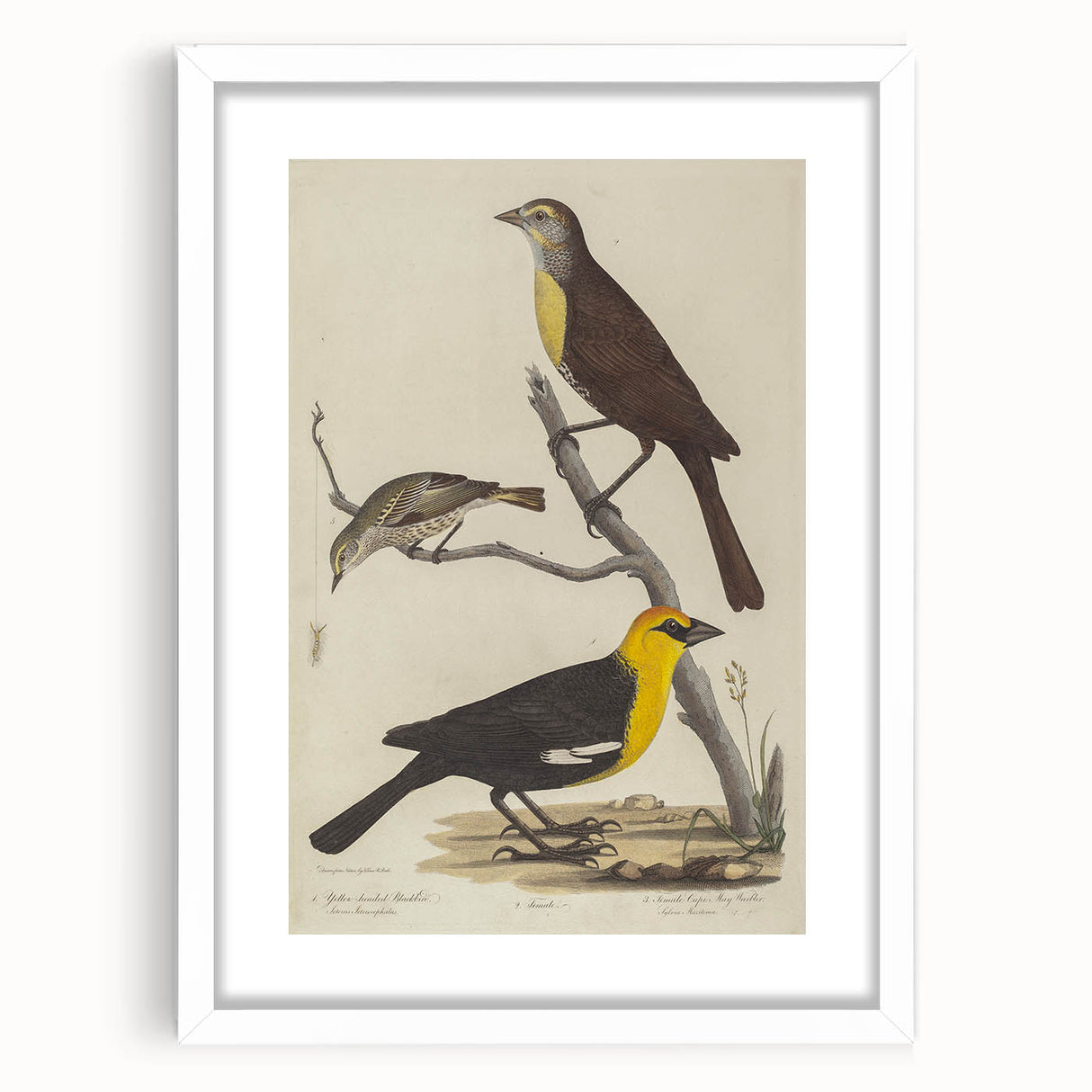 Grunge Aesthetic Art: Vintage Bird Illustration Grunge Canvas Print