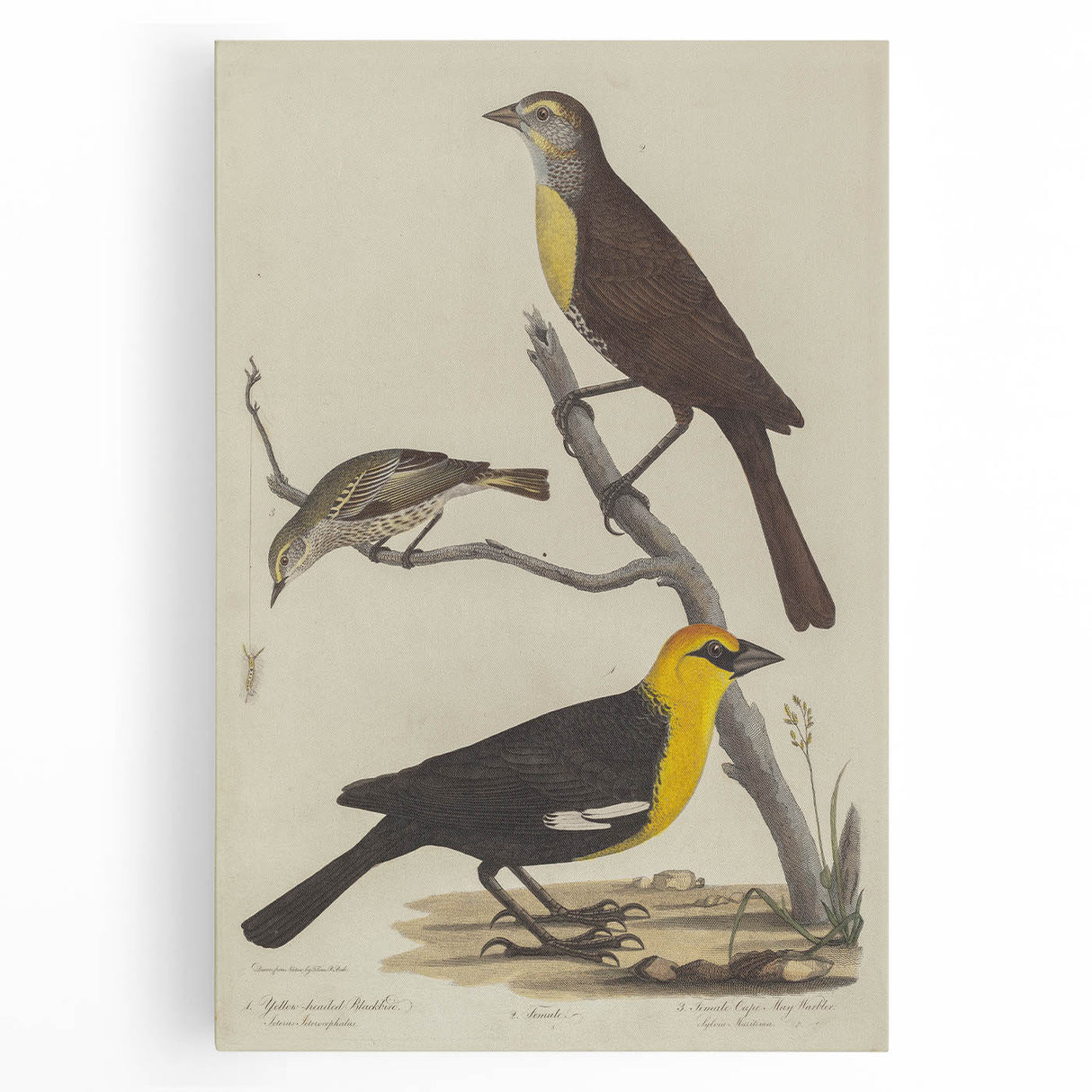 Grunge Aesthetic Art: Vintage Bird Illustration Grunge Canvas Print