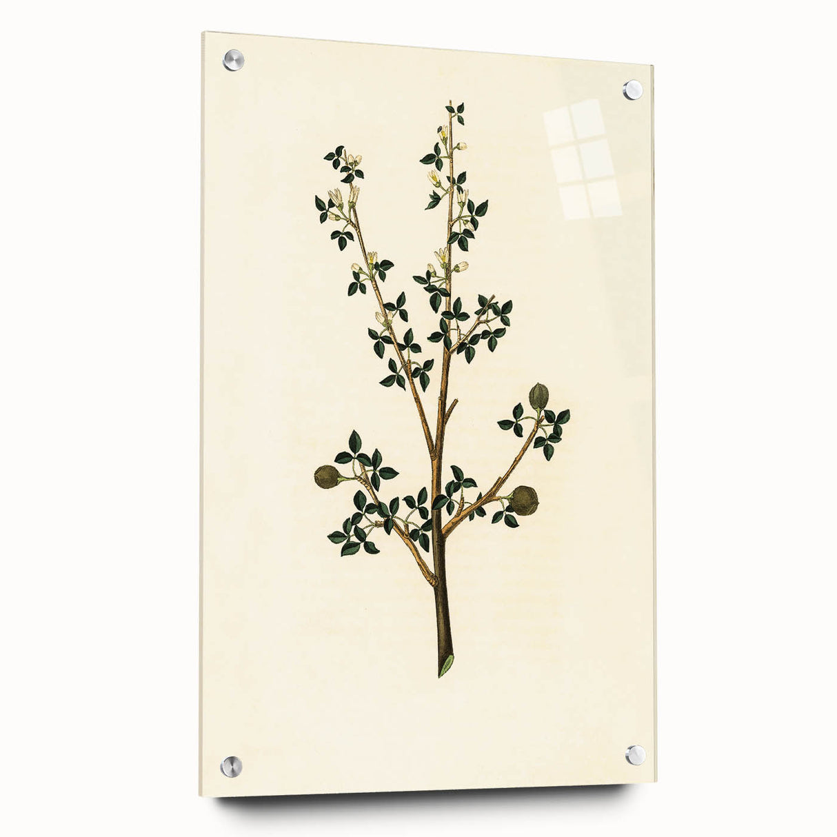Vintage Grunge Botanical Print - Minimalist Greenery Canvas Wall Art