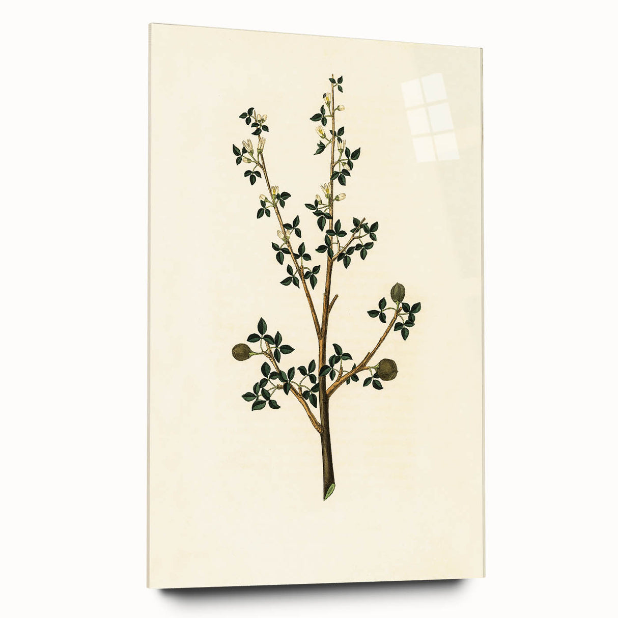 Vintage Grunge Botanical Print - Minimalist Greenery Canvas Wall Art