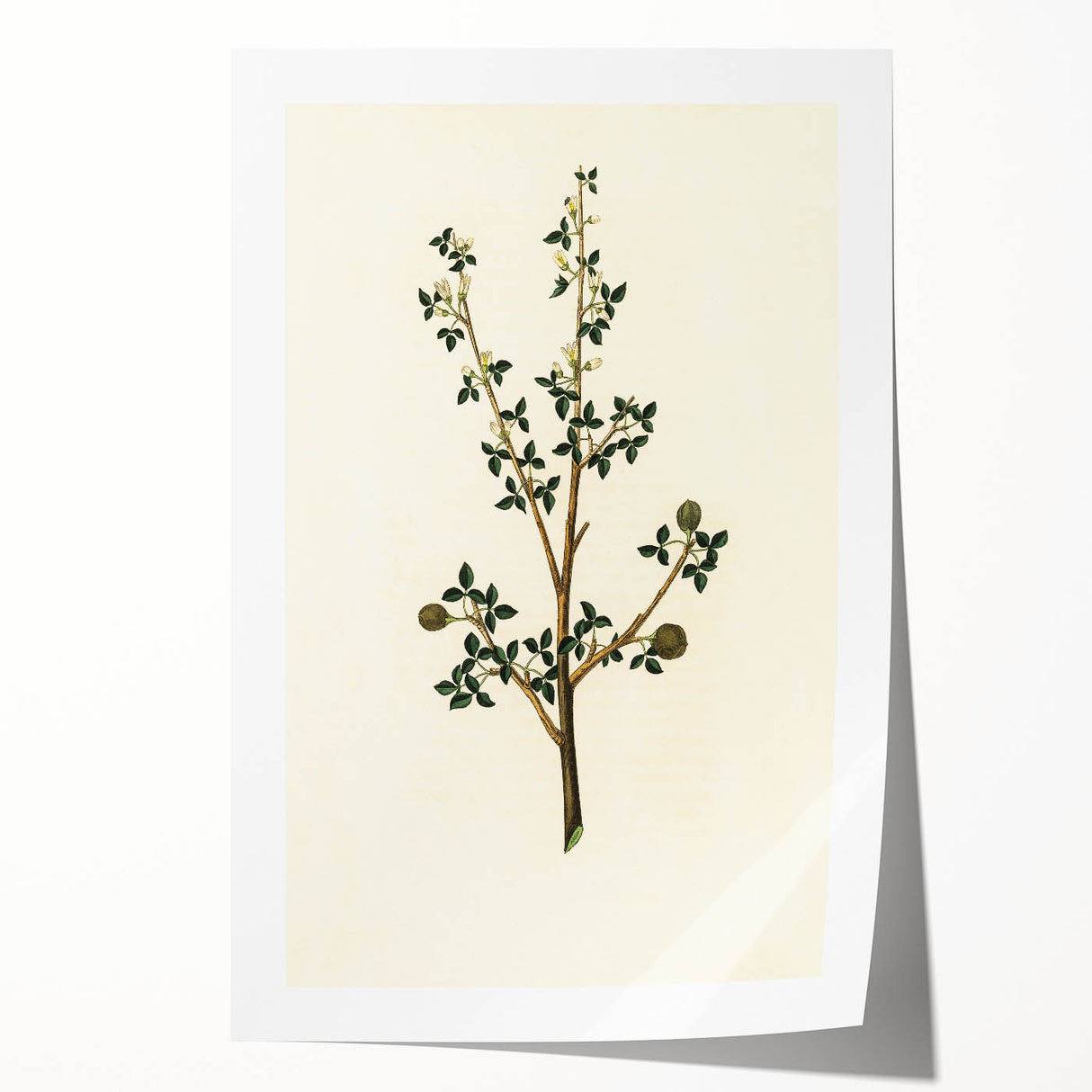 Vintage Grunge Botanical Print - Minimalist Greenery Canvas Wall Art
