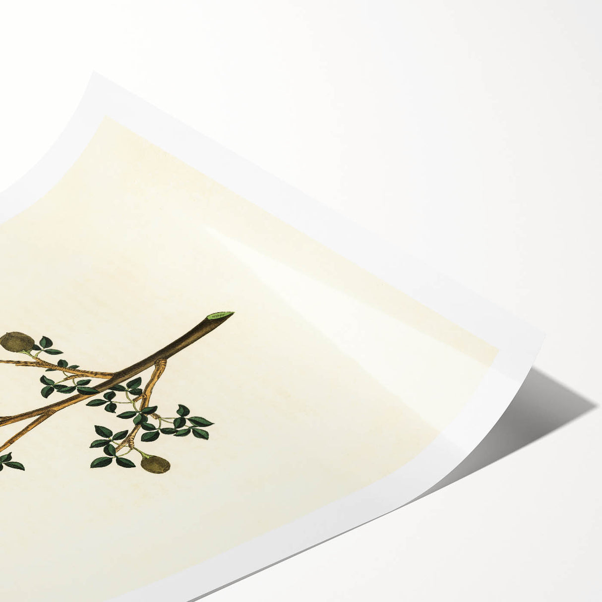 Vintage Grunge Botanical Print - Minimalist Greenery Canvas Wall Art